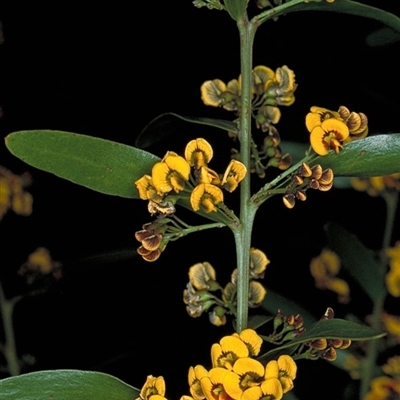 Daviesia mimosoides subsp. mimosoides