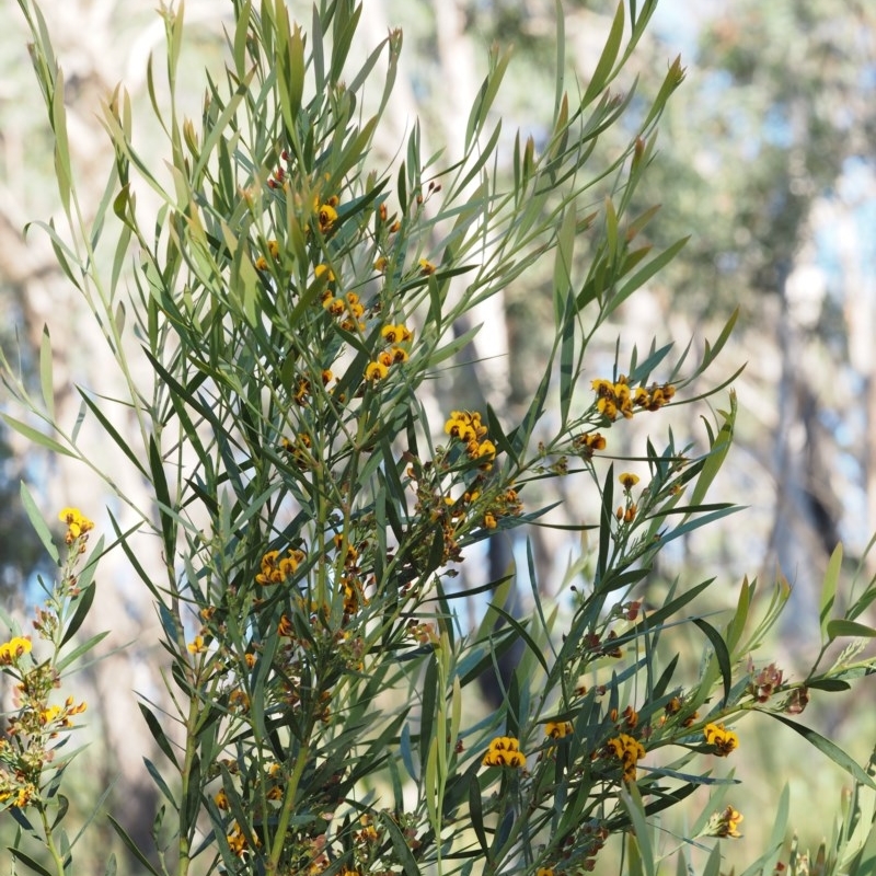 Daviesia mimosoides subsp. mimosoides