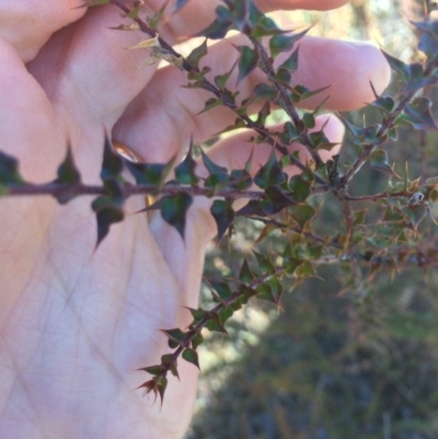 Daviesia squarrosa