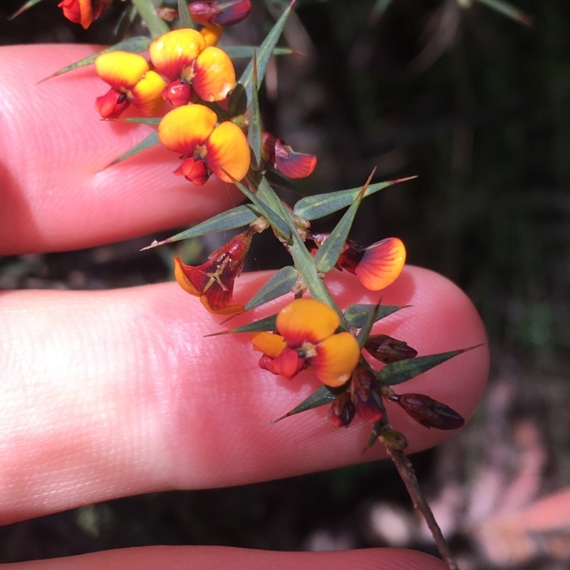 Daviesia ulicifolia