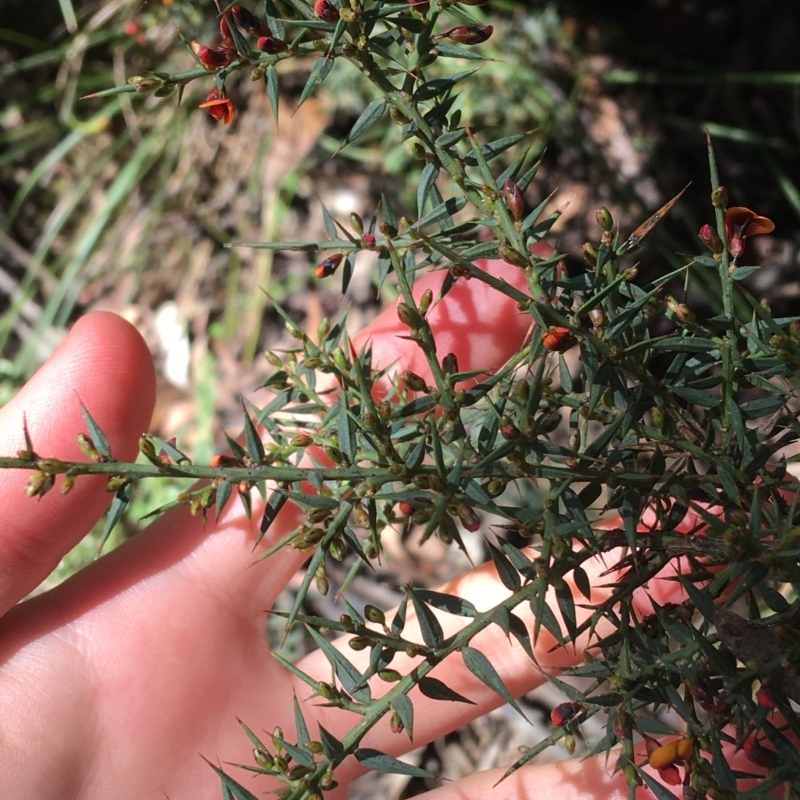 Daviesia ulicifolia