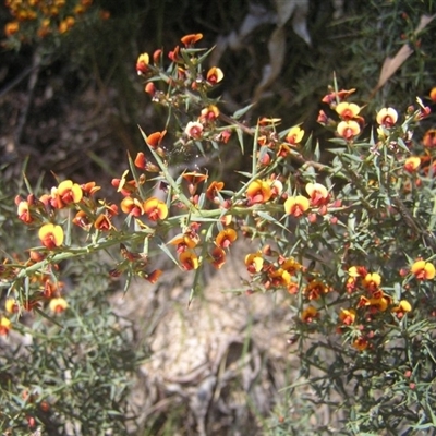 Daviesia ulicifolia