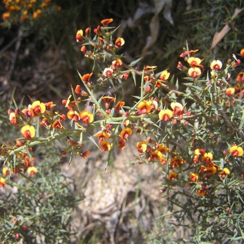 Daviesia ulicifolia