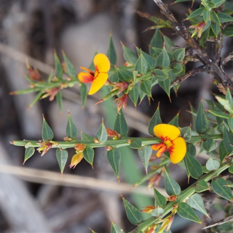 Daviesia ulicifolia subsp. ruscifolia