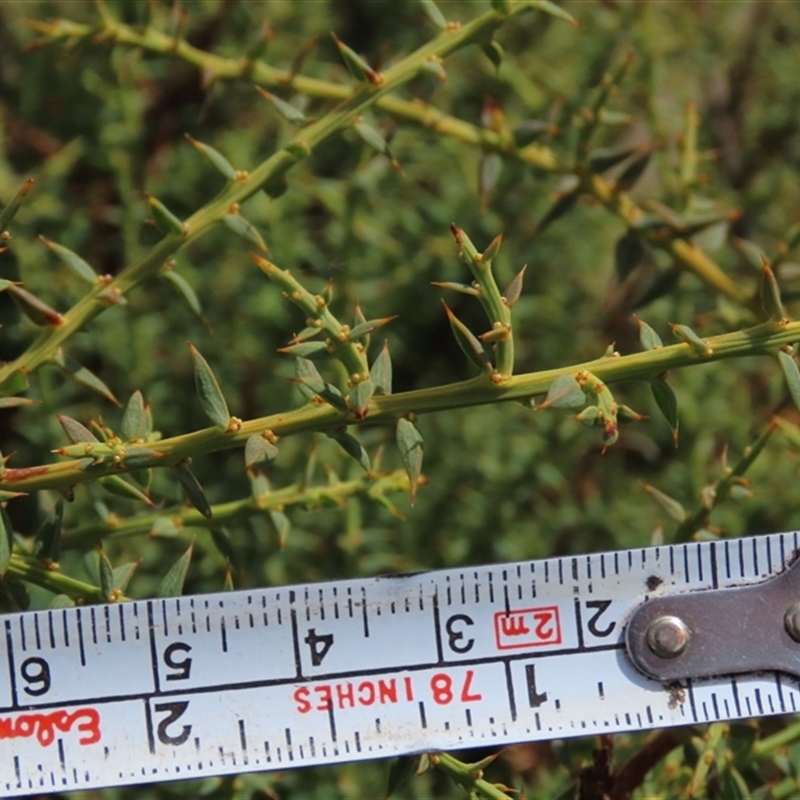 Daviesia ulicifolia subsp. ruscifolia