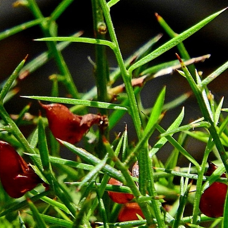 Daviesia ulicifolia subsp. stenophylla