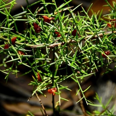 Daviesia ulicifolia subsp. stenophylla