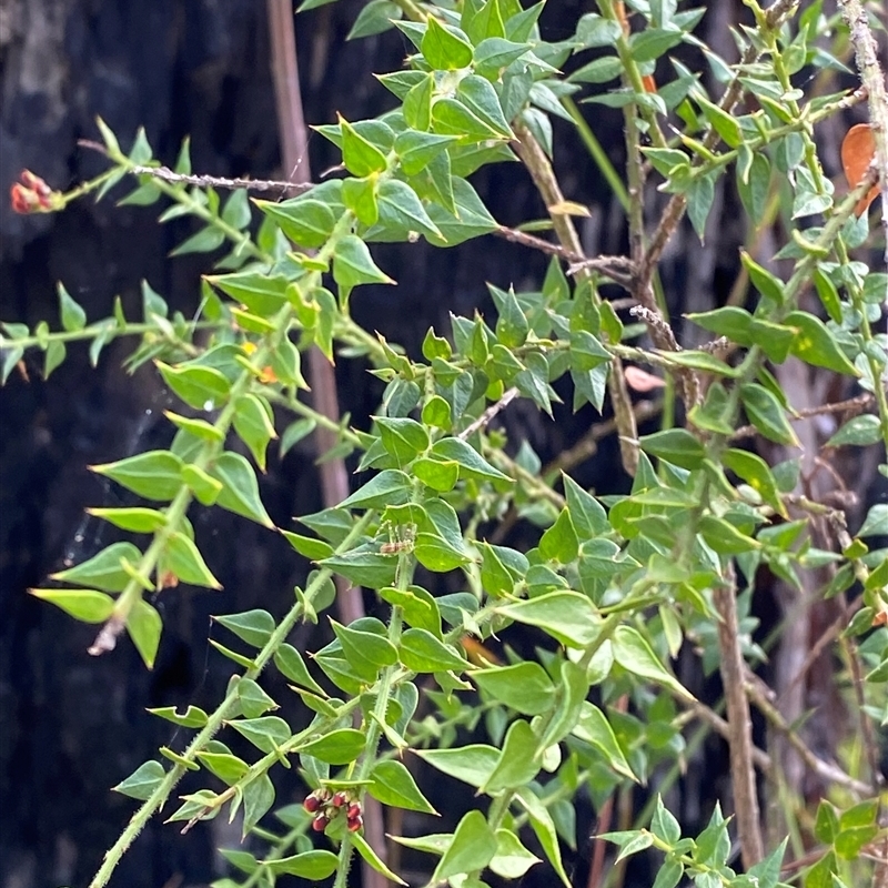 Daviesia umbellulata