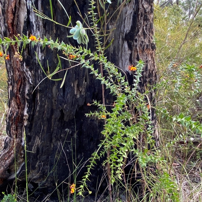 Daviesia umbellulata