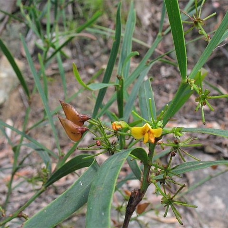 Daviesia wyattiana