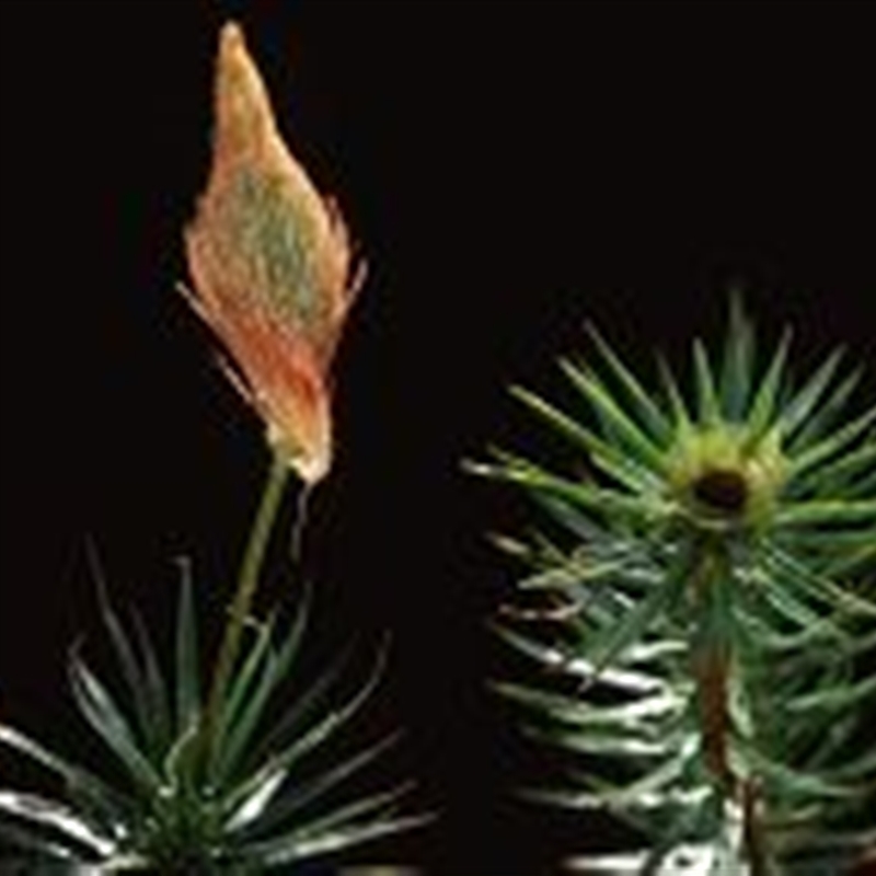 Dawsonia polytrichoides