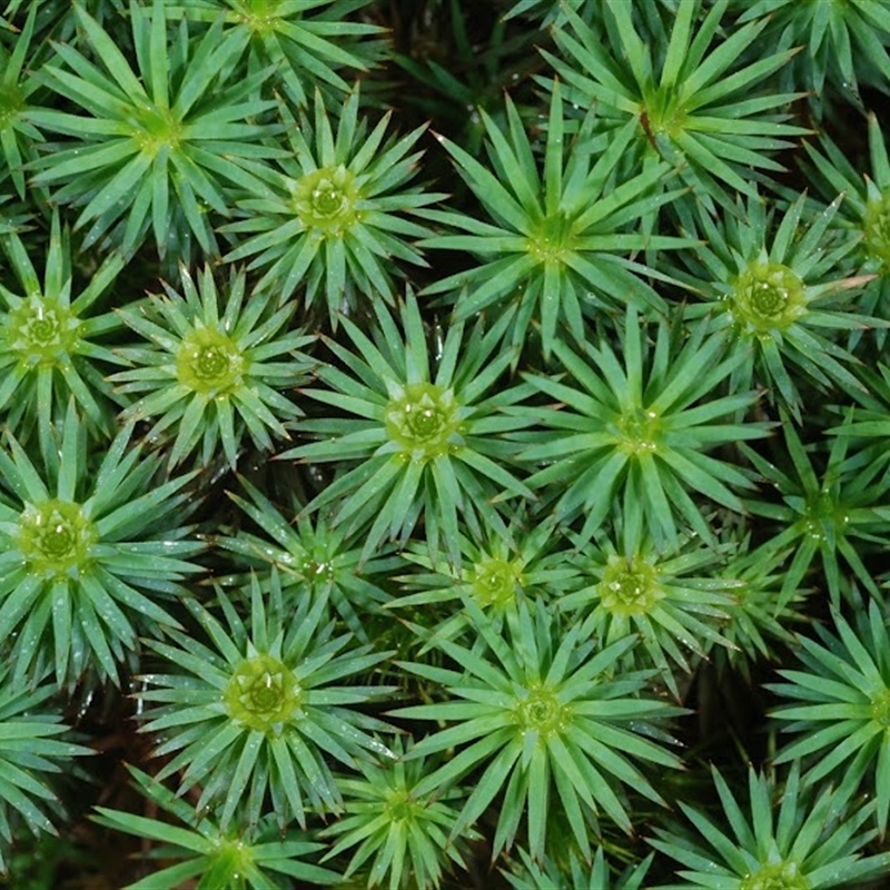 Dawsonia polytrichoides