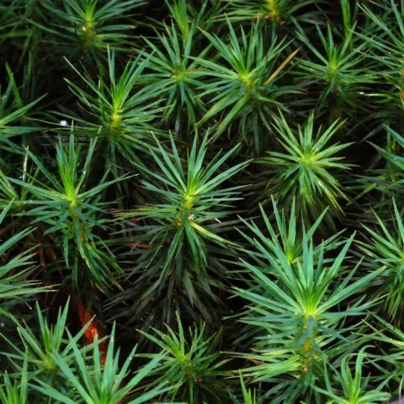 Dawsonia polytrichoides