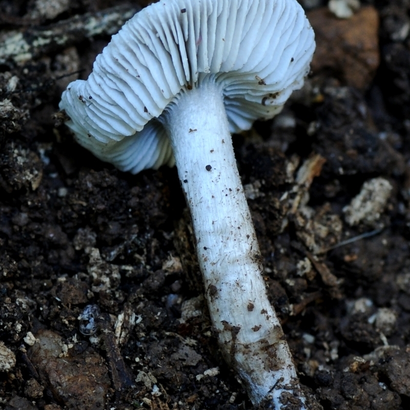 Agarics