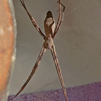 Asianopis sp. (genus)