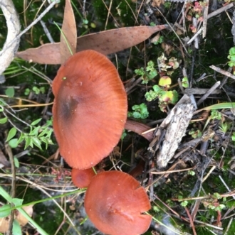Agarics gilled fungi