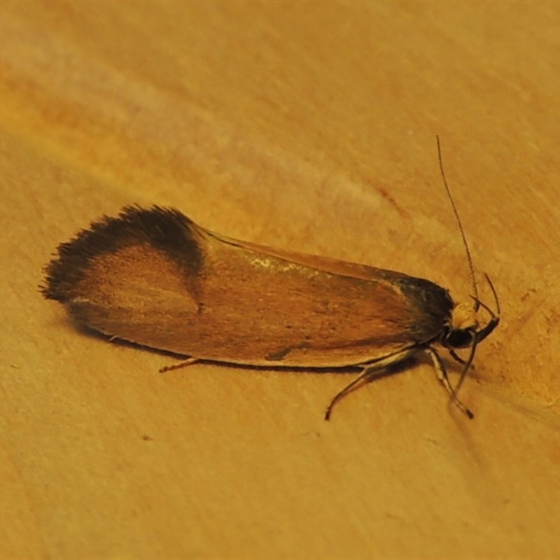 Delexocha ochrocausta