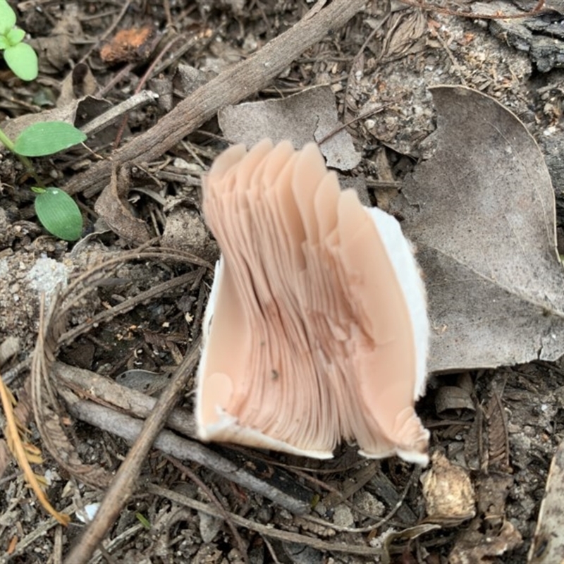 Agaricus augustus