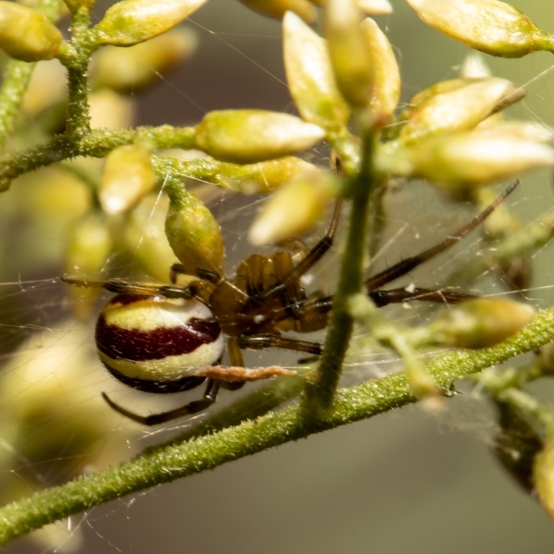 Deliochus zelivira