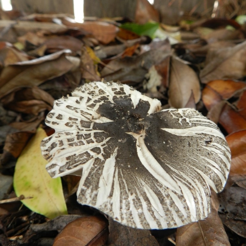 Agaricus rotalis