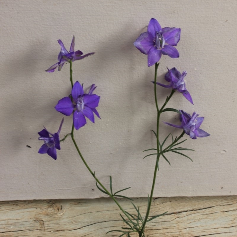 Delphinium grandiflorum