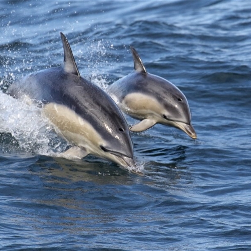 Delphinus delphis