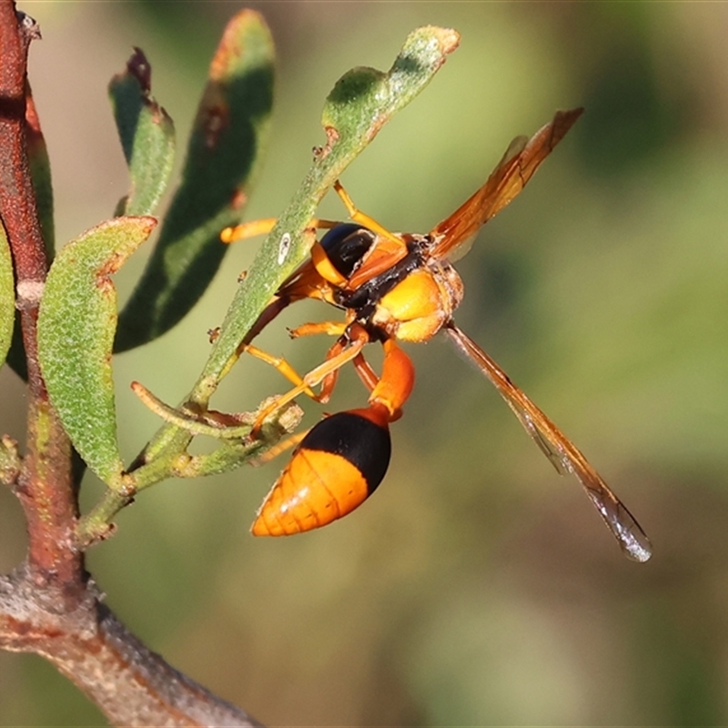 Delta bicinctum