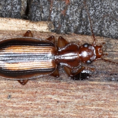 Demetrida sp. (genus)