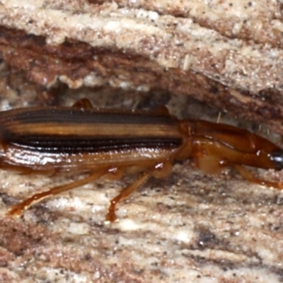 Demetrida sp. (genus)