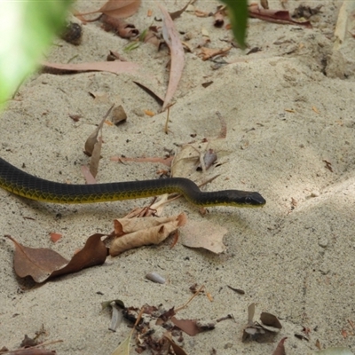 Dendrelaphis punctulatus