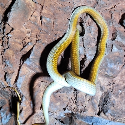 Dendrelaphis punctulatus