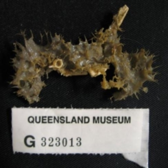 Queensland Museum (ALA)