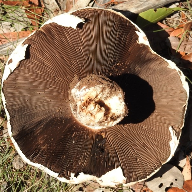 Agaricus sp.