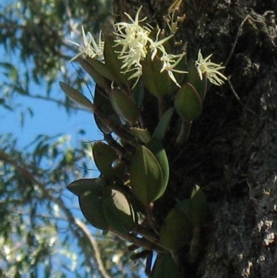 Dendrobium aemulum