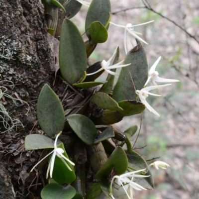 Dendrobium aemulum