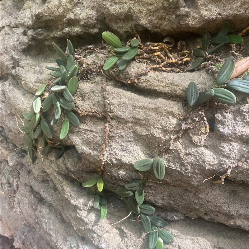 Dockrillia linguiformis