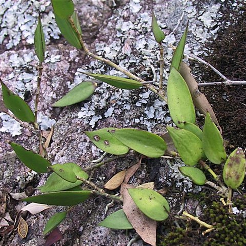 Dockrillia pugioniformis