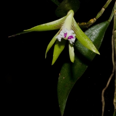 Dockrillia pugioniformis