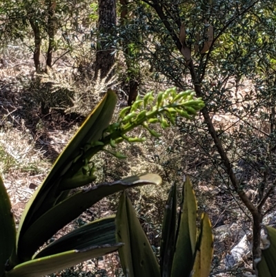 Dendrobium speciosum