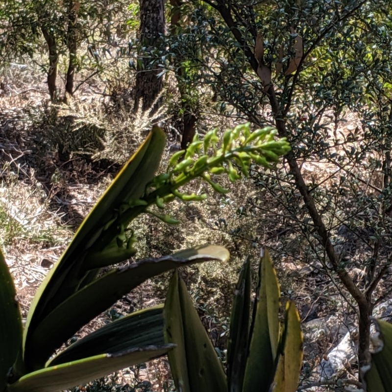 Thelychiton speciosa