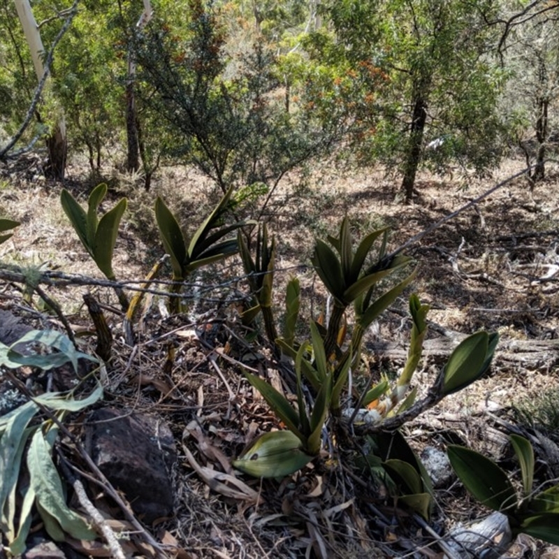 Thelychiton speciosa