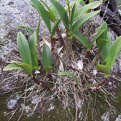 Dendrobium speciosum var. speciosum