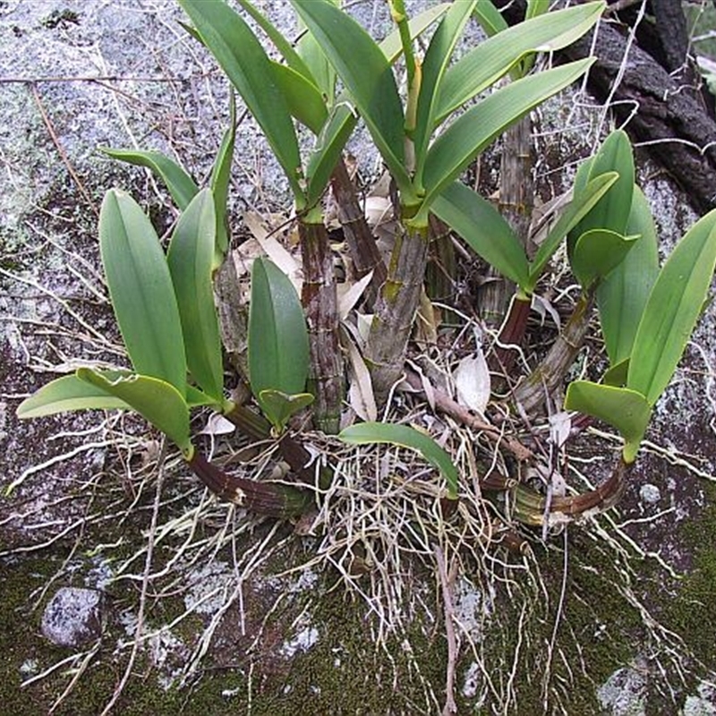 Thelychiton speciosa var. speciosa