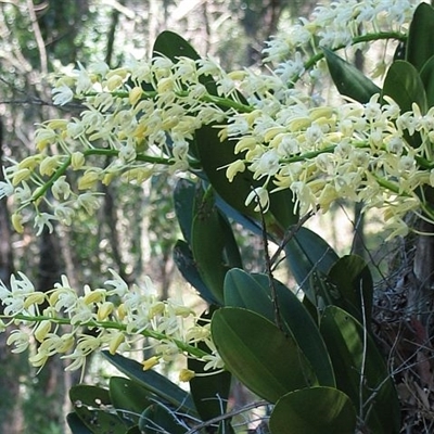 Dendrobium speciosum var. speciosum