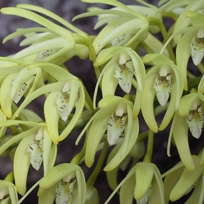 Dendrobium speciosum var. speciosum