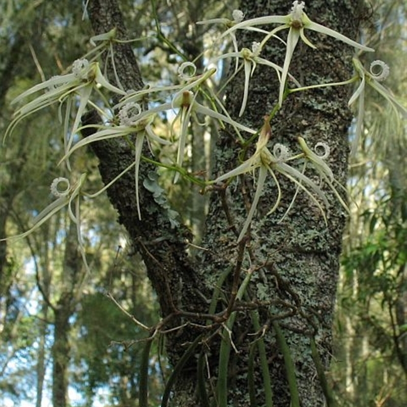 Dockrillia teretifolia