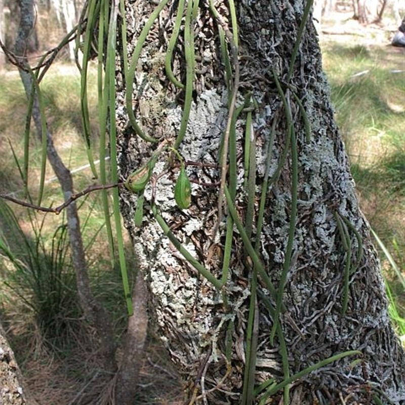 Dockrillia teretifolia