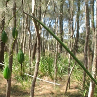 Dockrillia teretifolia