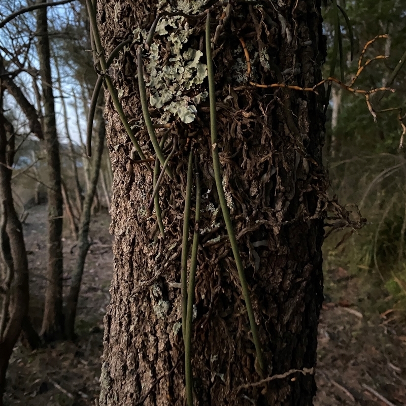 Dockrillia teretifolia