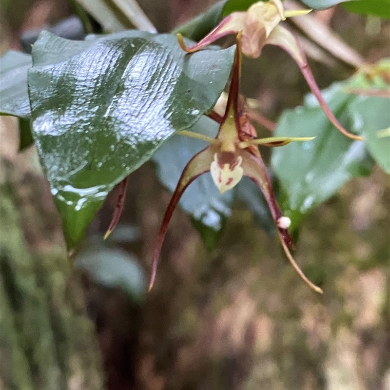 Dendrobium tetragonum